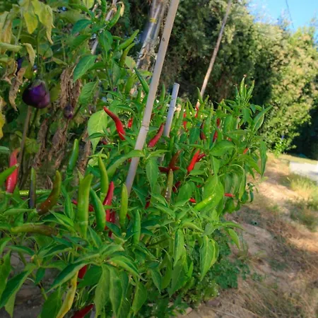 住宿加早餐酒店 Dimora Rossipinti 3*