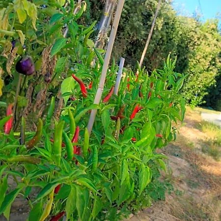 Dimora Rossipinti Bed & Breakfast