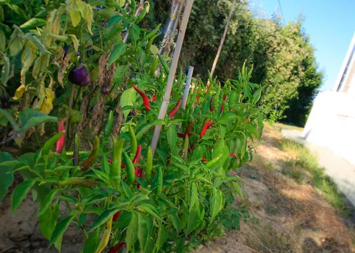 Frühstückspension Dimora Rossipinti 3*